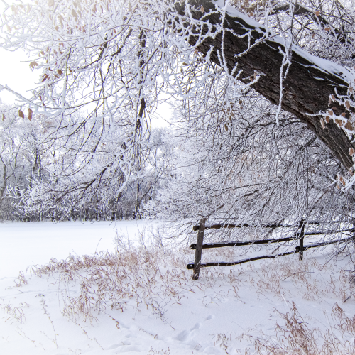 Winter in the Country
