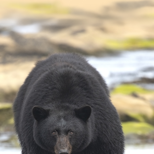 Big And Hungry
