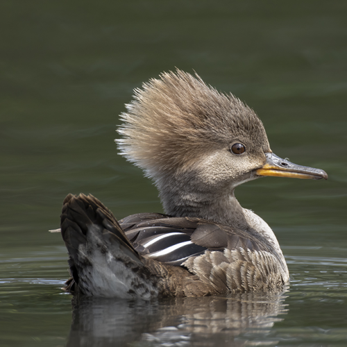 Nice Hair Do