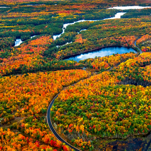 Golden Ontario 