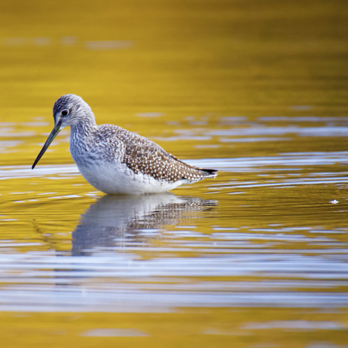 Sandpiper at sunrise