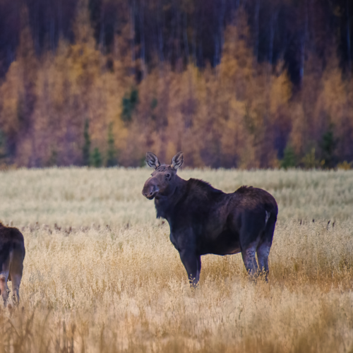 Fall moose