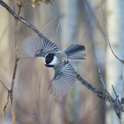 Chickadee in flight