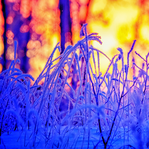 Hoar frost at sunrise