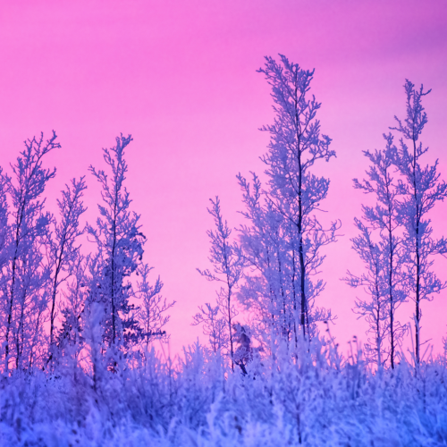 Pink and white poplar trees