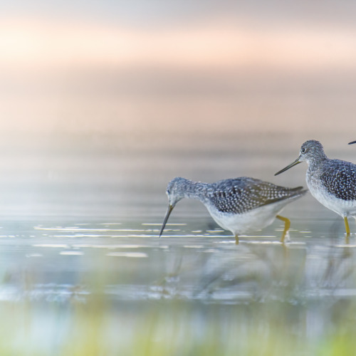 A trio of pipers