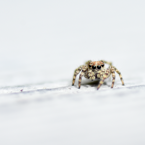 Inquisitive