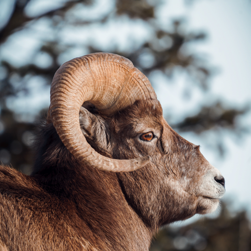 Rocky Mountain Sheep Enjoying the Afternoon