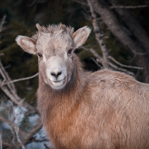 Rocky Mountain Sheep Enjoying the Afternoon