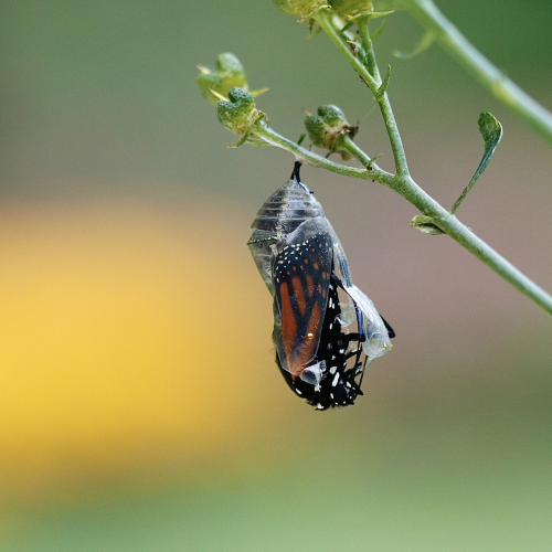 Monarch Emerging