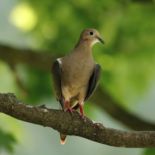 Mourning Dove