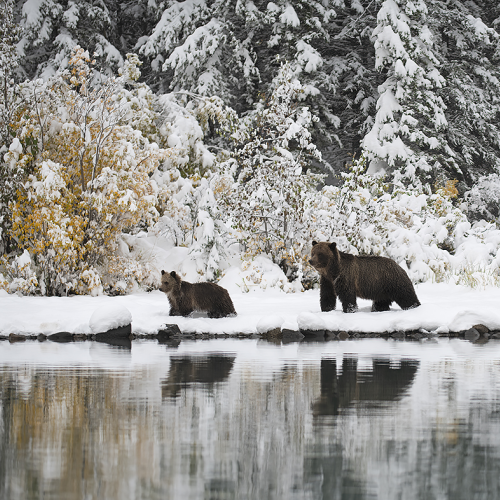 Grizzly Reflection