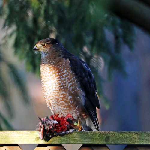 Cooper's Hawk With Snack