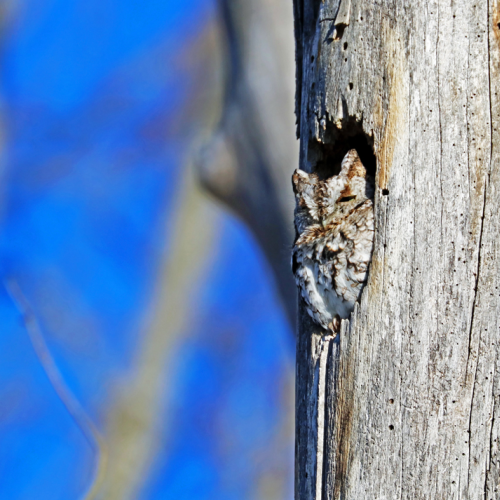 Eastern Screech Owl