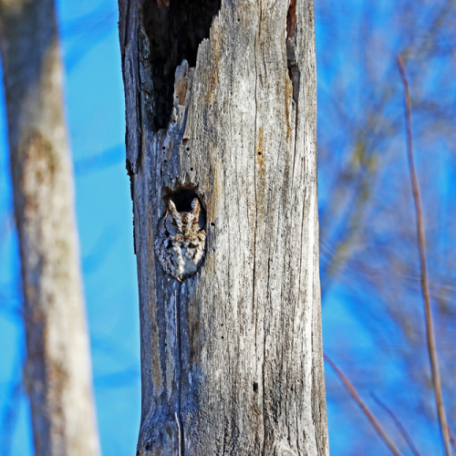 Sleepy Eastern Screech Owl