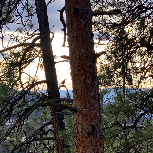 Sunset silhouette 