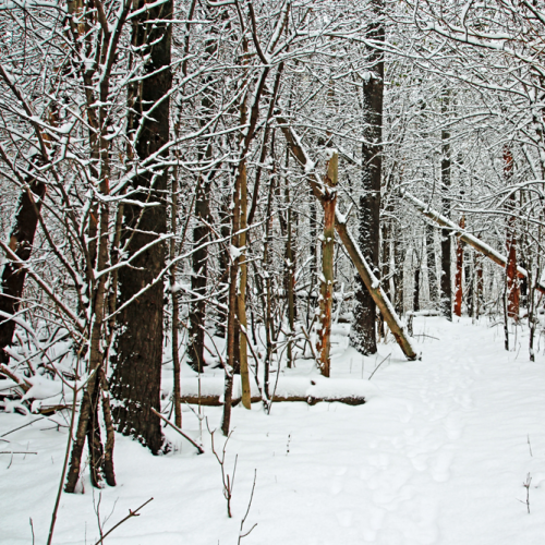 Cold And Crisp Winter Forest