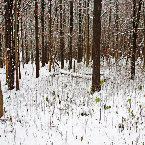 Dashes Of Green In Winter Forest