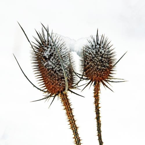 Winter Teasel
