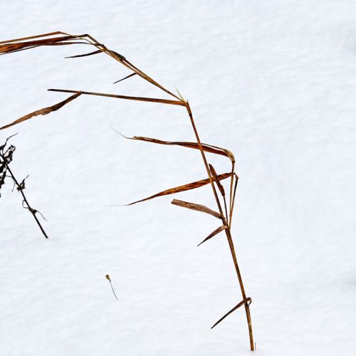 Winter Grass I