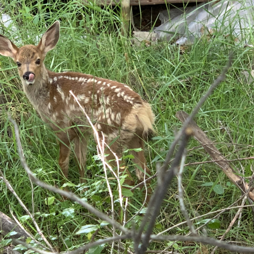 Foraging fawn