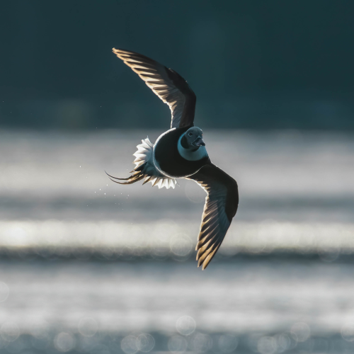 Dusk in Flight