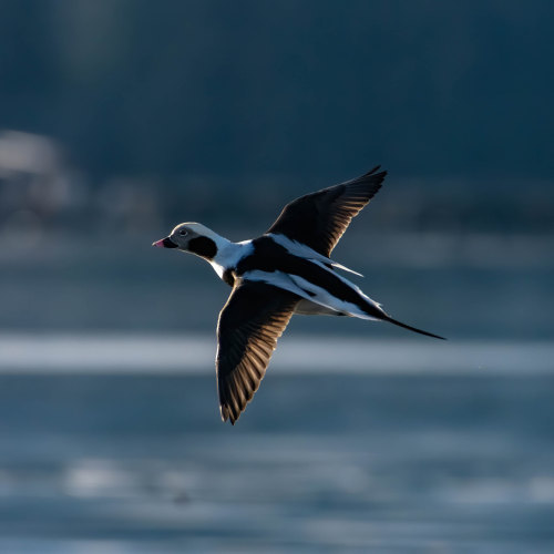 In Flight