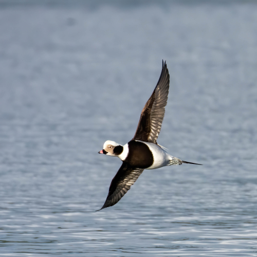 In Flight
