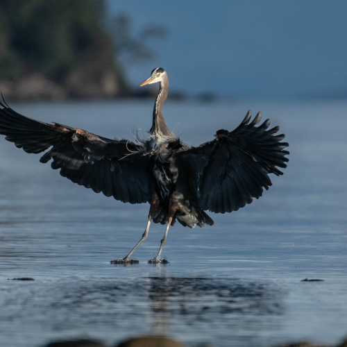 In Flight