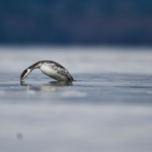 In Flight