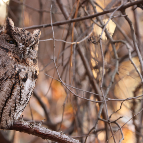 Sleeping screech