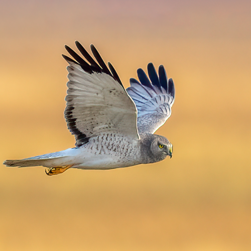 Male Northern Harrier in flight