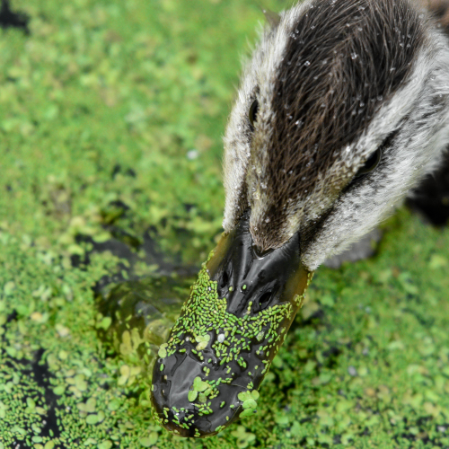 Eat Your Greens!