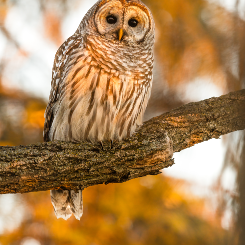 Barred owl