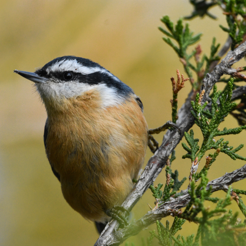 Nuthatch Eruption