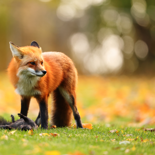 Red Fox 