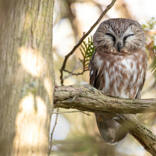 Sleepy Saw-whet Owl