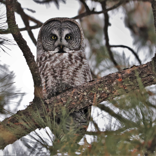 Hidden in the pines