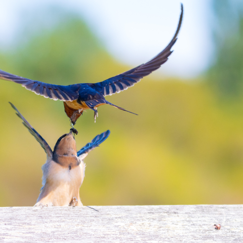 Hungry Mouths to Feed