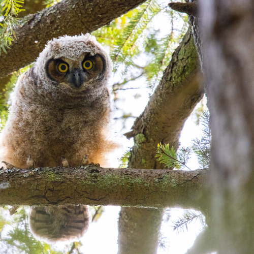Curious Onlooker