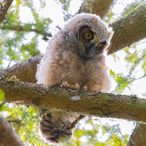 The Young Explorer 