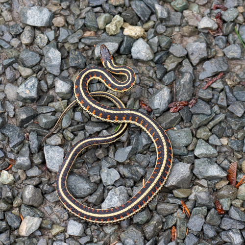 Garter Snake in Late Fall