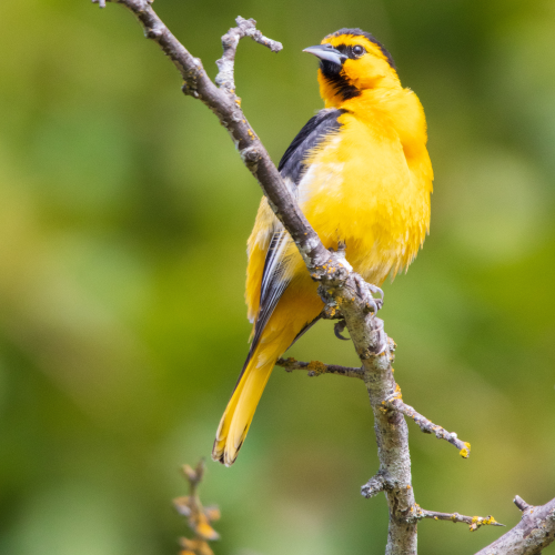 A Splash of Yellow