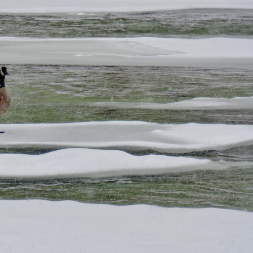 Humber River walks