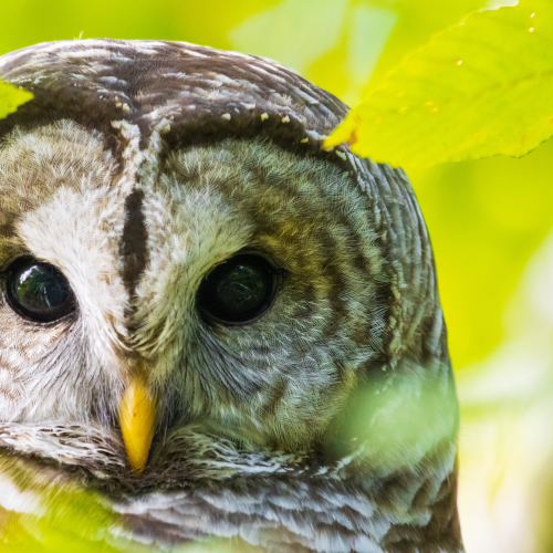 Hoo Goes There?