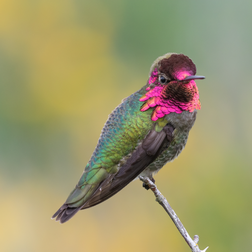 Anna's Hummingbird