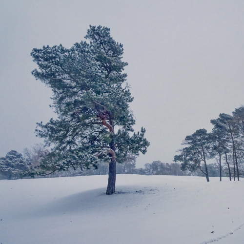 winter walks