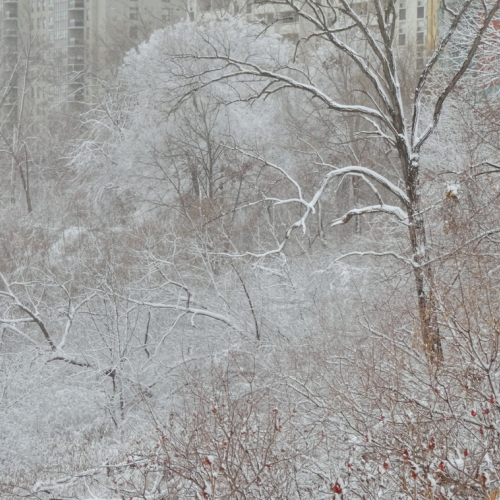 winter walks
