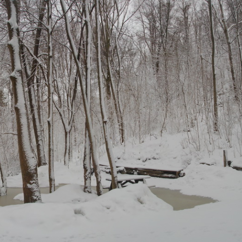 winter walks