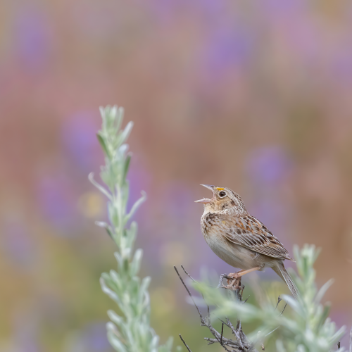 Grasslands Singer